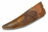 Cretaceous Fossil Crocodylomorph Tooth - Morocco #292247-1